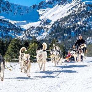 Mushing